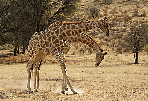 南方长颈鹿,长颈鹿,争斗,雄性,干燥,河床,卡拉哈里沙漠,卡拉哈迪大羚羊国家公园,南非,非洲