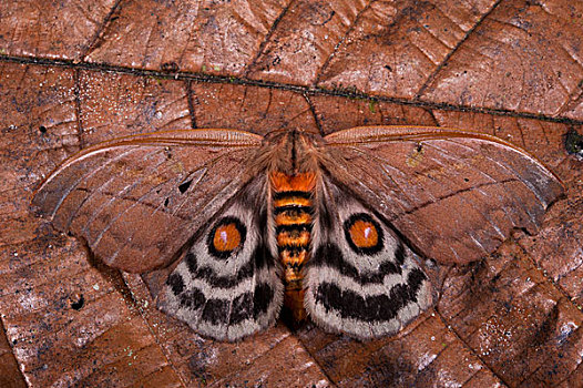 蛾子,防卫姿势,展示,国家公园,亚马逊河,厄瓜多尔