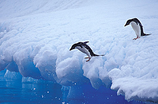 南极,保利特岛,阿德利企鹅,冰山,生物群,世界