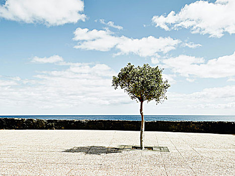 树,兰索罗特岛,西班牙