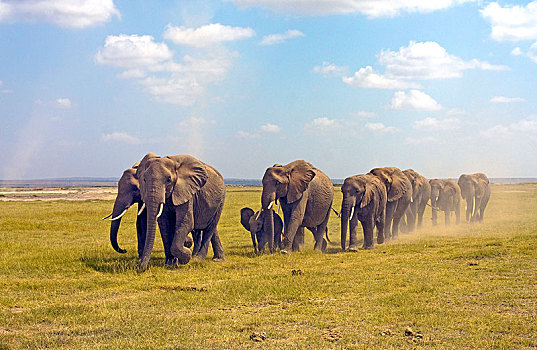 非洲象,牧群,大草原,萨布鲁国家公园,肯尼亚,非洲