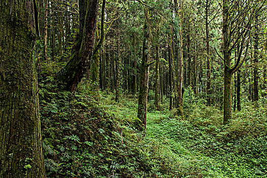 台湾嘉义市阿里山原始森林