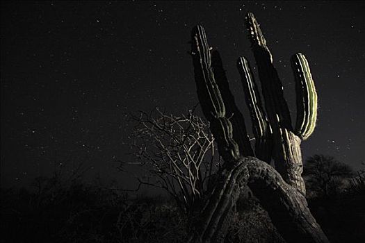 武伦柱,仙人掌,夜晚,埃尔比斯开诺生物圈保护区,墨西哥