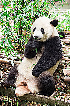 大熊猫,成都,熊猫,饲养,四川,中国