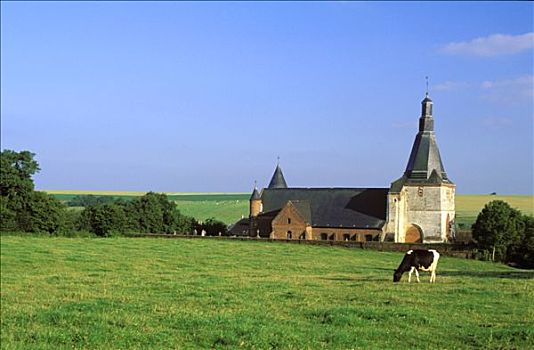 法国,牢固,教堂,母牛,放牧,草场