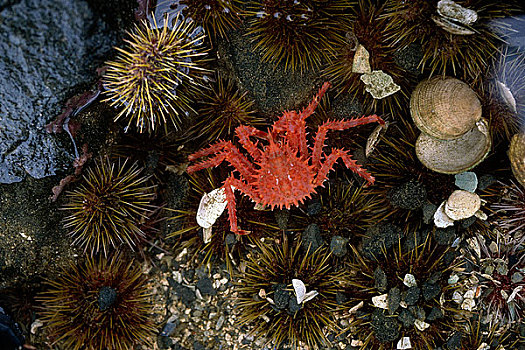 拟石蟹,水下,阿拉斯加