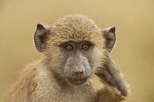 头像,东非狒狒,看,安伯塞利国家公园