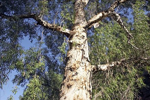 树,峡谷,卡瑞吉尼国家公园,区域,西澳大利亚