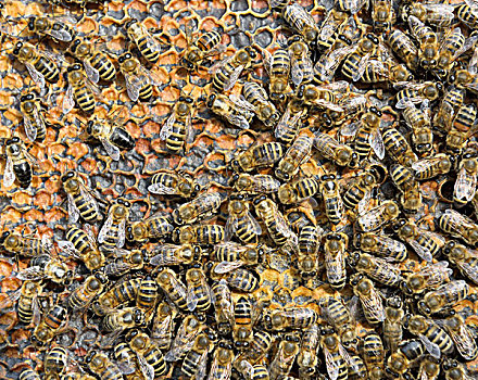 蜜蜂,蜂窝,拿着,蜂蜜,冬天,巴伐利亚,德国,欧洲