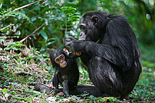 黑猩猩,类人猿,1岁,幼仔,西部,乌干达