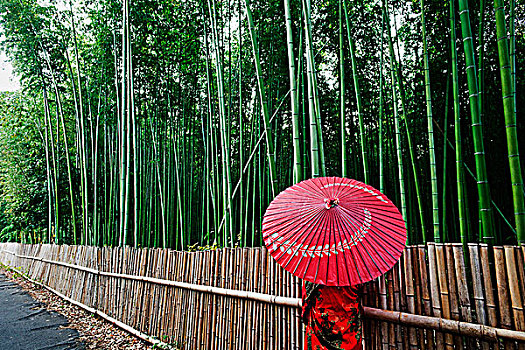 后视图,女人,穿,红色,和服,拿着,伞,走,靠近,竹子