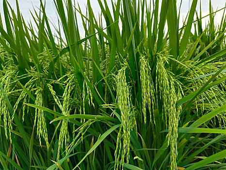 稻米,稻穗,田园风光