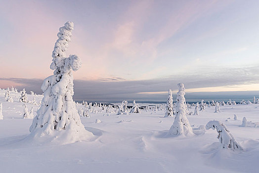 积雪,树,冬季风景,国家公园,拉普兰,芬兰,欧洲