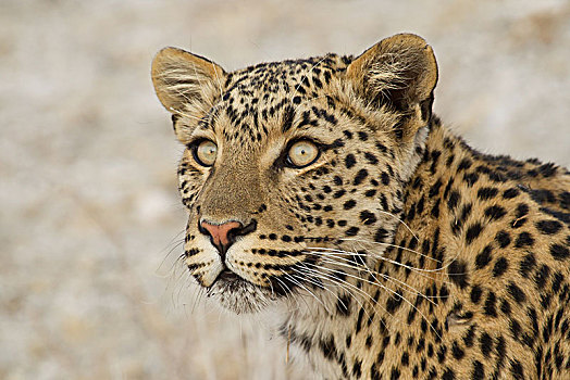 豹,头像,埃托沙国家公园,纳米比亚,非洲