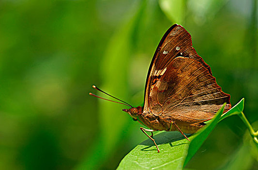 蛱蝶科,热带,蝴蝶,琳达,伊瓜苏国家公园,巴西,南美