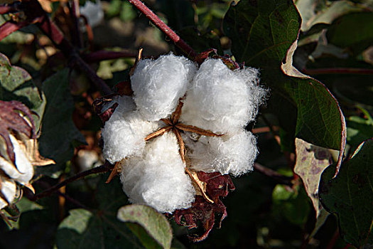 棉花,棉属,植物,乌兹别克斯坦,亚洲