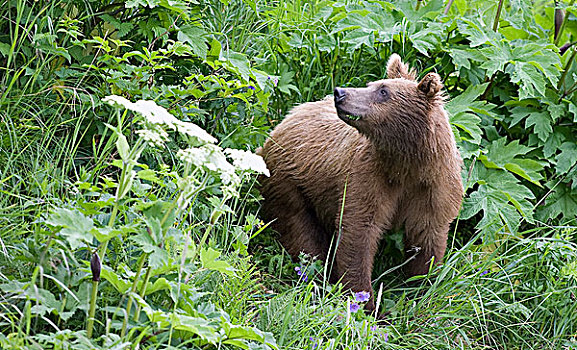 大灰熊,棕熊,一岁,幼兽,卡特麦国家公园,阿拉斯加