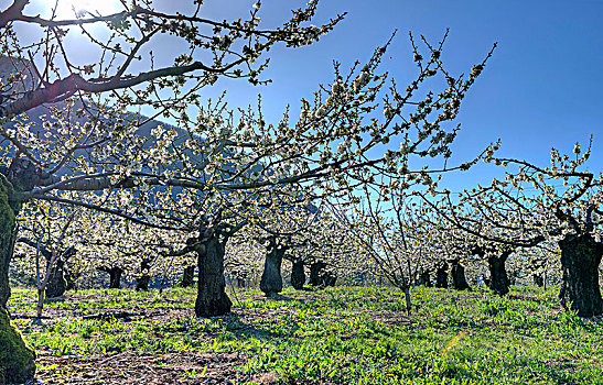 法国,比利牛斯,阿韦龙省,樱桃树,春天