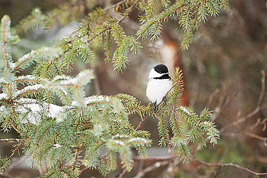 山雀,冬天,阿尔冈金省立公园,安大略省,加拿大