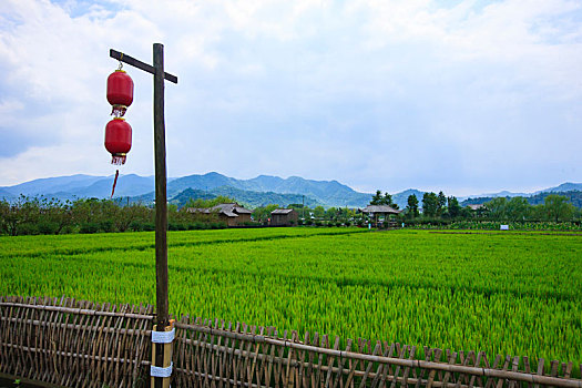 稻田,绿色,禾苗