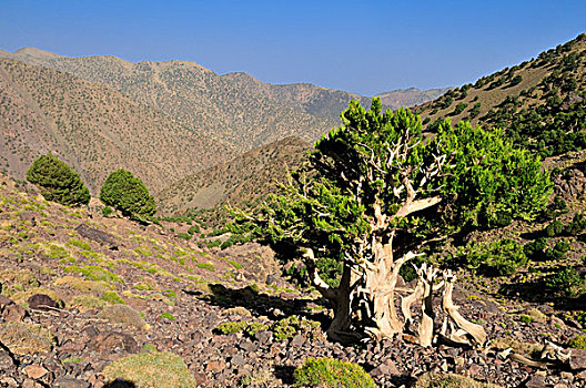 古老,桧属植物,树,高,国家,公园,摩洛哥,北非