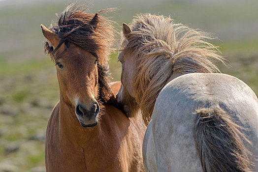 两个,冰岛马,褐色,白色,毛皮,草场,风,吹,鬃毛,冰岛,欧洲