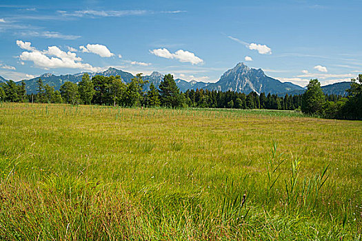 草地,山