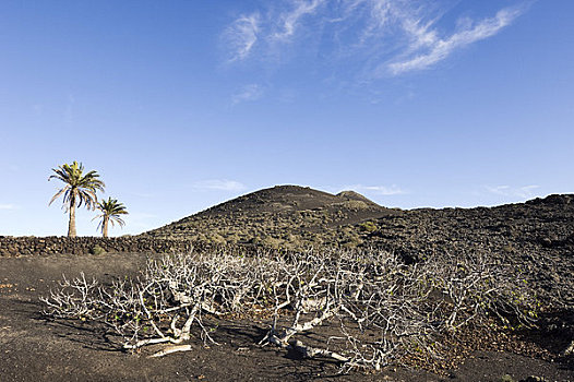 火山,棕榈树,兰索罗特岛,加纳利群岛,西班牙