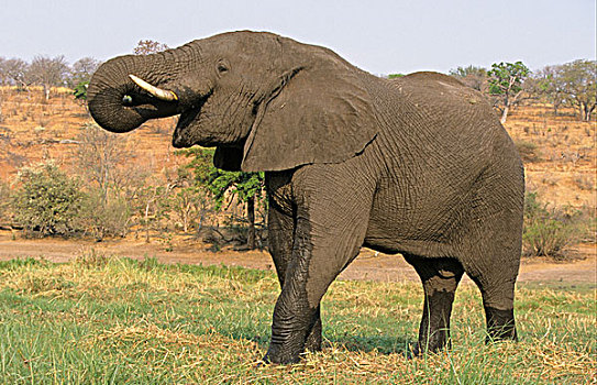 非洲,大象,成年,喝,乔贝国家公园,博茨瓦纳