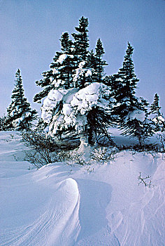 警戒,白云杉,树际线,瓦普斯克国家公园,北方,曼尼托巴,加拿大