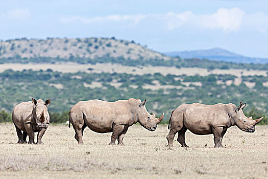 白犀牛,白犀,肯尼亚,非洲