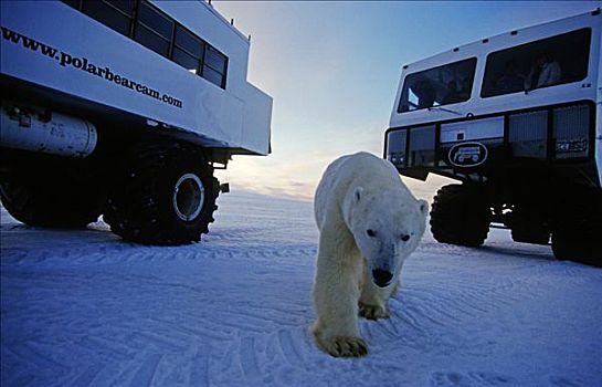 北极熊,两个,交通工具,哈得逊湾,加拿大,北美