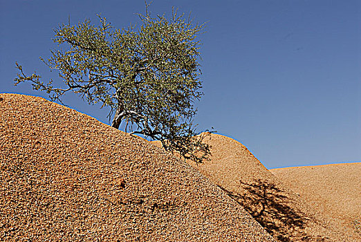 纳米比亚,国家公园,沙漠,树,石头
