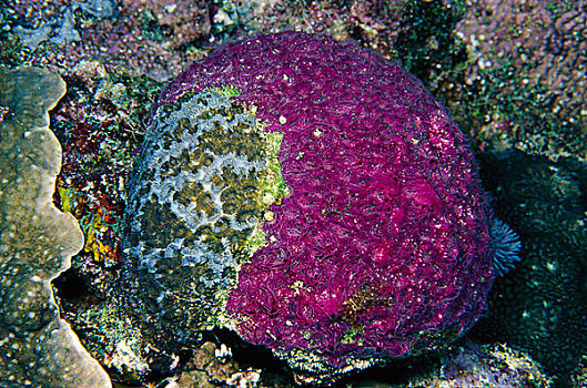 海绵,硬珊瑚,所罗门群岛