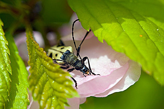 黄瓜,甲虫