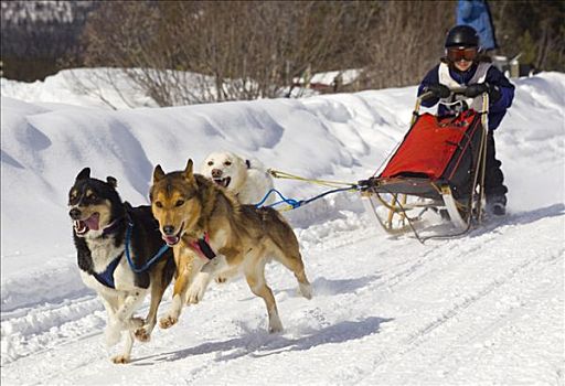 孩子,雪橇狗,团队,阿拉斯加,爱斯基摩犬,铜,拖拽,旋扭,狗拉雪橇,比赛,育空地区,加拿大
