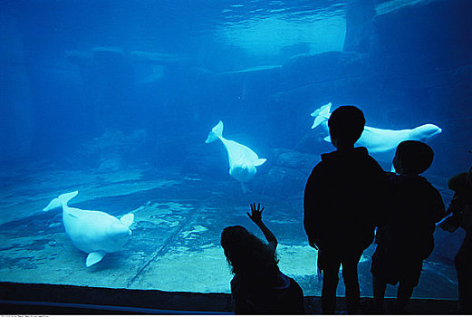 后视图,看,鲸,温哥华水族馆,温哥华,不列颠哥伦比亚省
