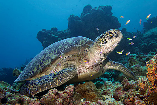 绿海龟,龟类,坐,珊瑚礁,印度洋,马尔代夫,亚洲
