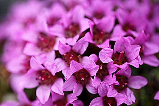 北极,斯瓦尔巴特群岛,特写,紫色,虎耳草属植物,开花
