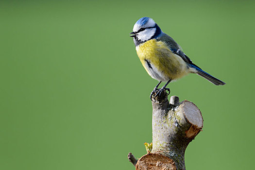 蓝冠山雀,坐在树上