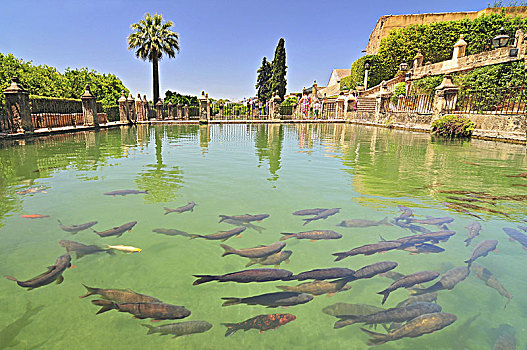 鱼,水塘,城堡,科多巴,西班牙