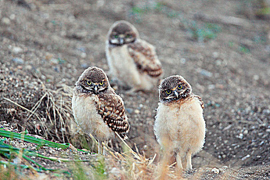 好奇,穴鸮,幼禽,萨斯喀彻温,加拿大