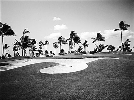 夏威夷,瓦胡岛,高尔夫球杆,沙坑,棕榈树,树,黑白照片
