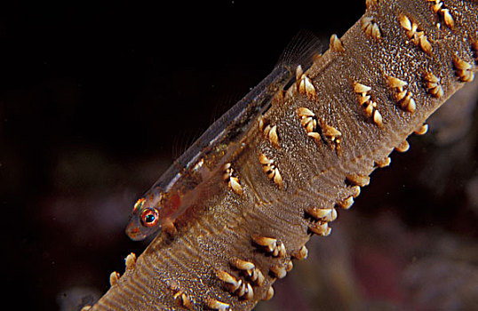 巴布亚新几内亚,软珊瑚,虾虎鱼