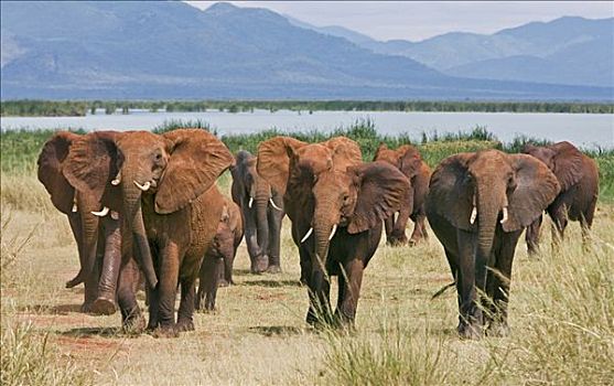 肯尼亚,西察沃国家公园,非洲象,叶子,湖,山峦,支配,风景,红色,色调,粗厚,皮肤,结果,灰尘,独特,区域