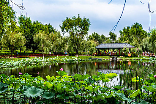 中国长春百花园夏季风景