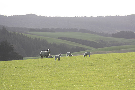 绵羊,绿色,草地,新西兰