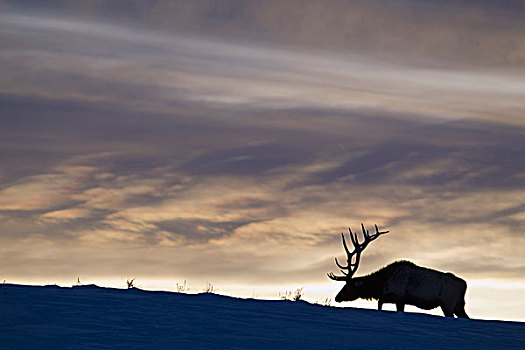 落基山,公麋鹿,冬天,日落