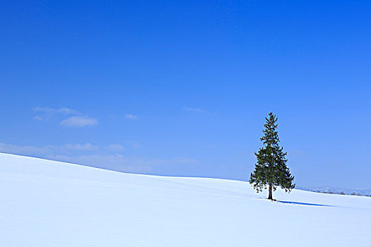 山,美瑛,圣诞树,北海道