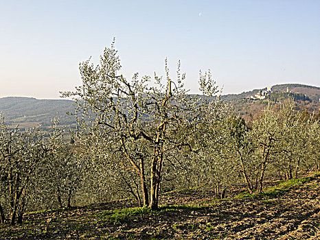 橄榄树,在山坡,俯瞰,谷,与山,在距离,意大利语,农村的,意大利